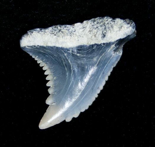 Fossil Tiger Shark Tooth - Aurora, NC #4169